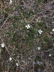 Cerastium alpinum