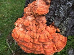 Laetiporus montanus