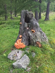 Laetiporus montanus