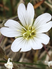 Cerastium alpinum