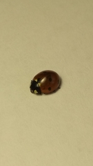 Coccinella septempunctata