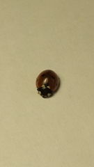 Coccinella septempunctata