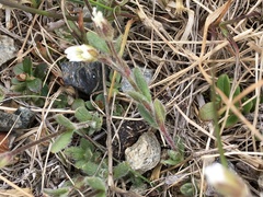 Cerastium alpinum