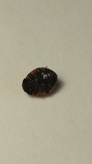 Coccinella septempunctata