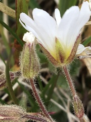 Cerastium alpinum
