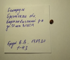 Coccinella septempunctata