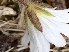 Cerastium alpinum