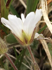 Cerastium alpinum