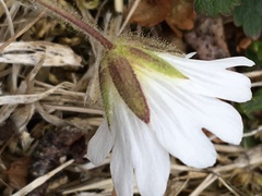 Cerastium alpinum