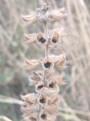 Salvia virgata