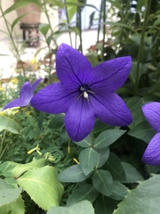Platycodon