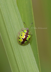 Chiridopsis marginata