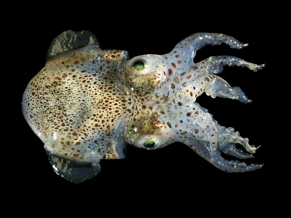 Atlantic Bobtail Squid