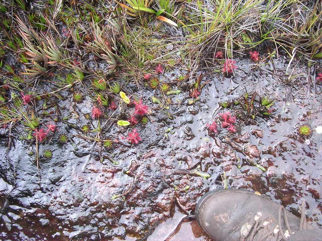 Drosera roraimae, Gran Sabana, 8011, Bolívar, Venezuela