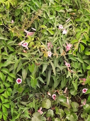 Ipomoea sagittata