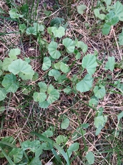 Malva pusilla