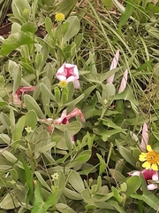 Ipomoea sagittata