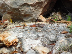 Aspidoscelis angusticeps