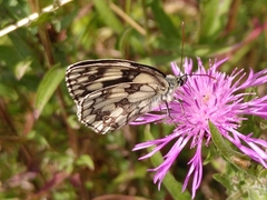 Melanargia galathea