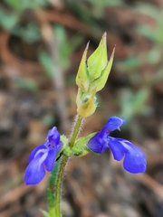 Salvia laevis
