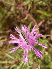 Melanargia galathea