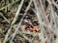 Aspidoscelis angusticeps