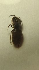 Formicidae