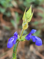 Salvia laevis