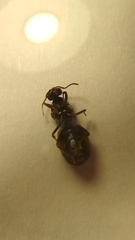Formicidae