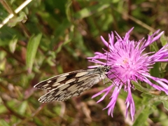 Melanargia galathea