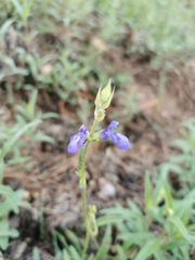 Salvia laevis