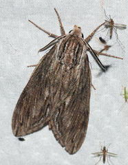 Sphinx canadensis