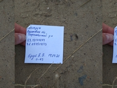 Formicidae