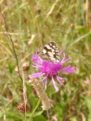 Melanargia galathea