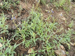 Salvia laevis