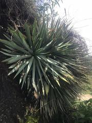 Agave kavandivi