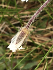 Cerastium nigrescens