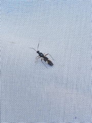 Globiceps flavomaculatus