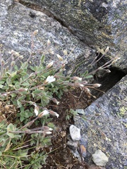 Cerastium nigrescens
