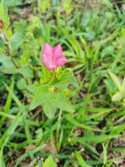Spigelia scabrella