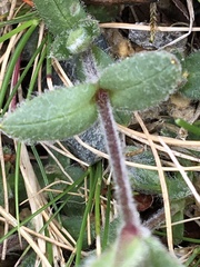 Cerastium nigrescens