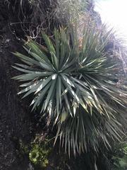 Agave kavandivi
