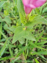 Spigelia scabrella