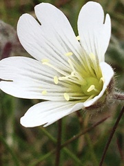 Cerastium nigrescens