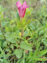 Spigelia scabrella