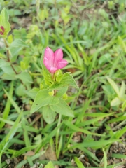 Spigelia scabrella