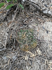 Mammillaria sphaerica