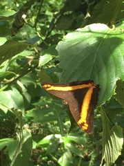 Adelpha leuceria