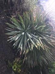 Agave kavandivi