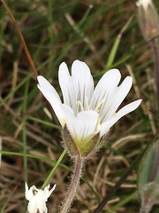 Cerastium nigrescens